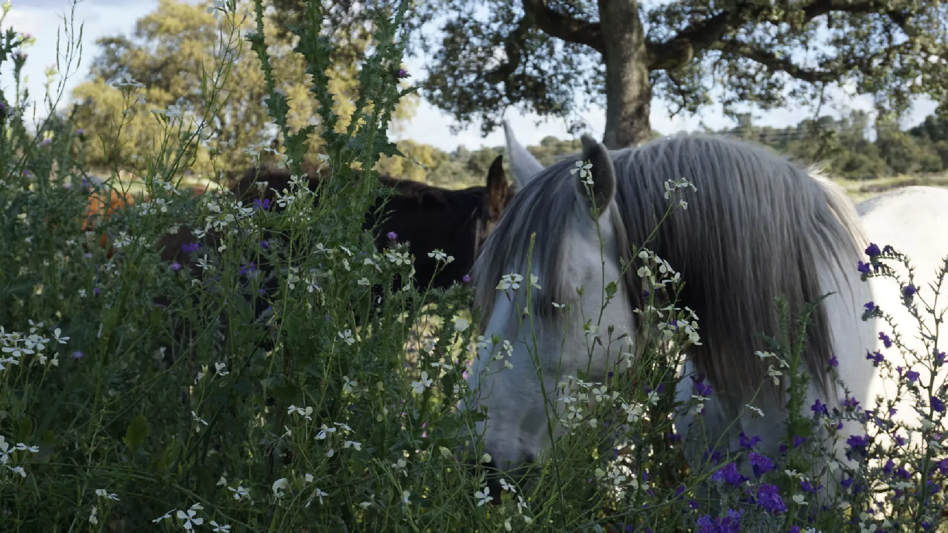 Bienestar y Vida Equina