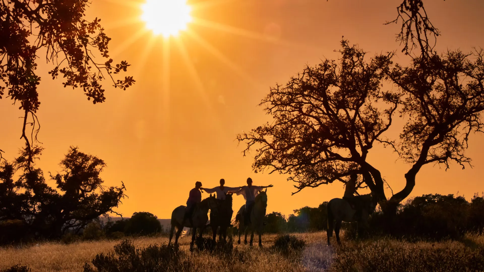 Hablemos del futuro de tu caballo