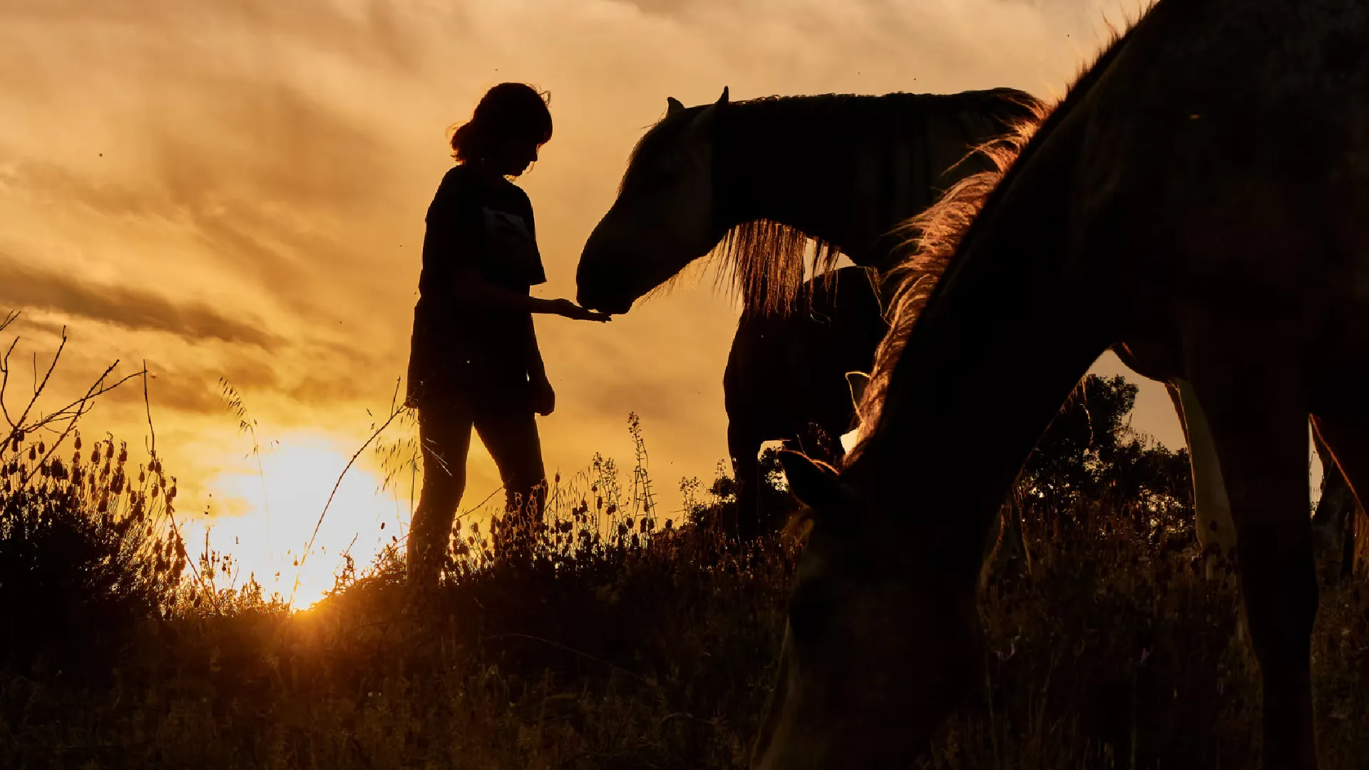 Metodología de bienestar equino basada en naturaleza y criterio técnico