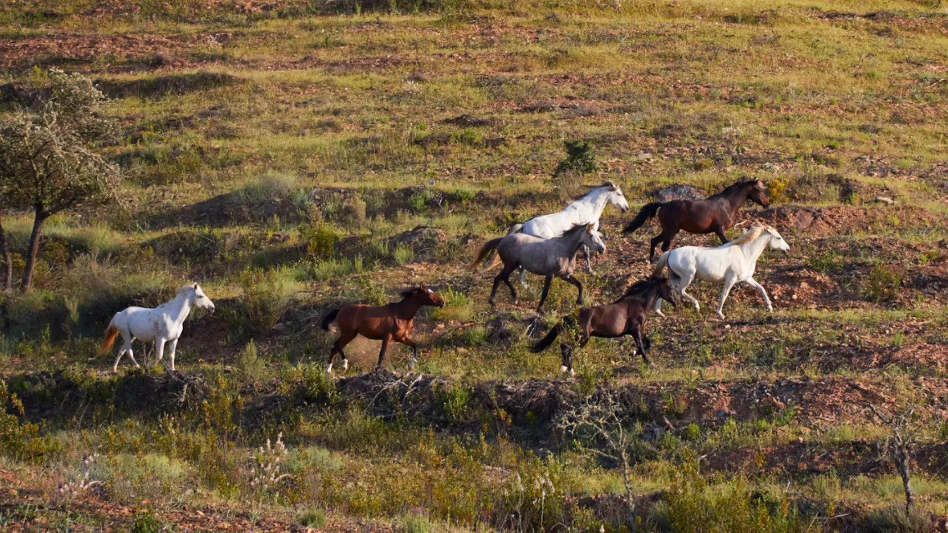 Dos fincas para una vida equina en libertad