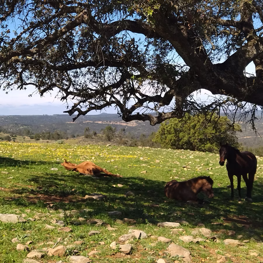 Professional supervision in extensive horse retirement in Andalusia