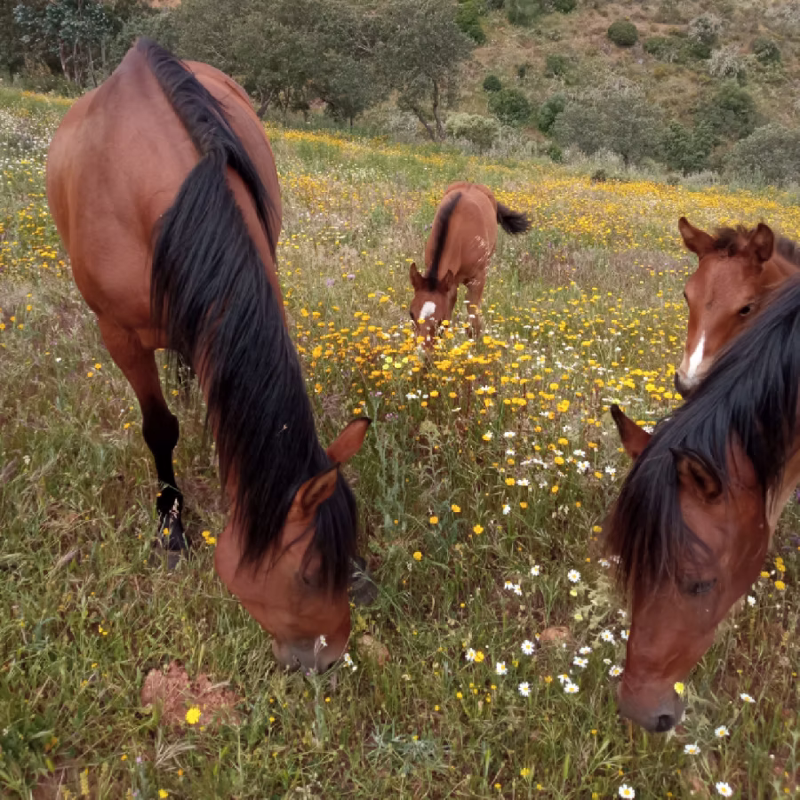 Horse in stable confinement compared to extensive retirement conditions in Spain