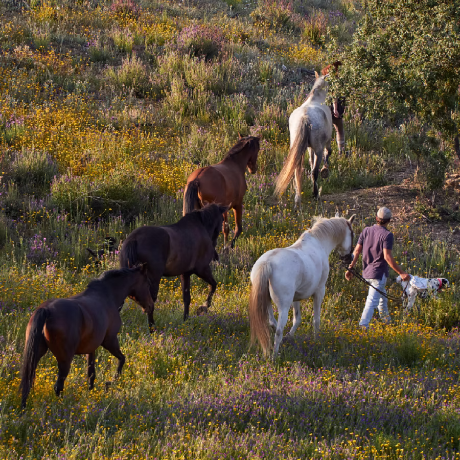 Horses living in herd in extensive retirement pasture in Andalusia, Spain