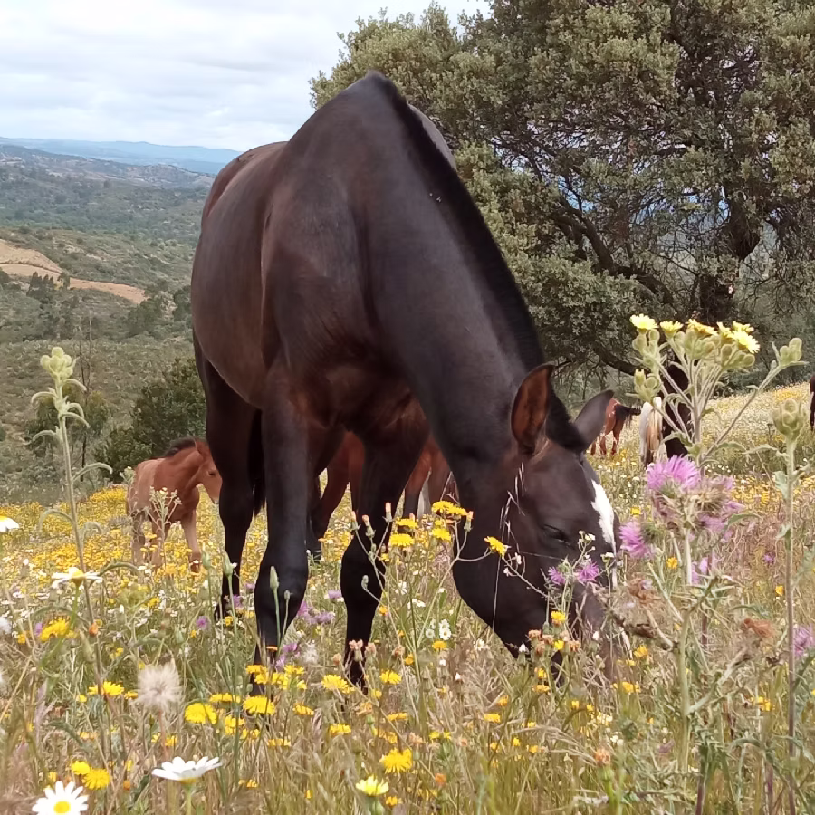 metodologia bienestar equino retiro extensivo