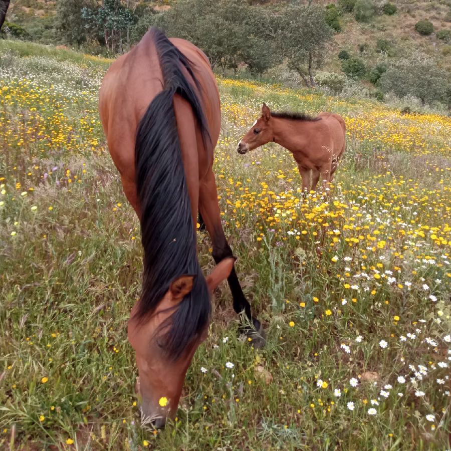 natural pastures horse retirement spain