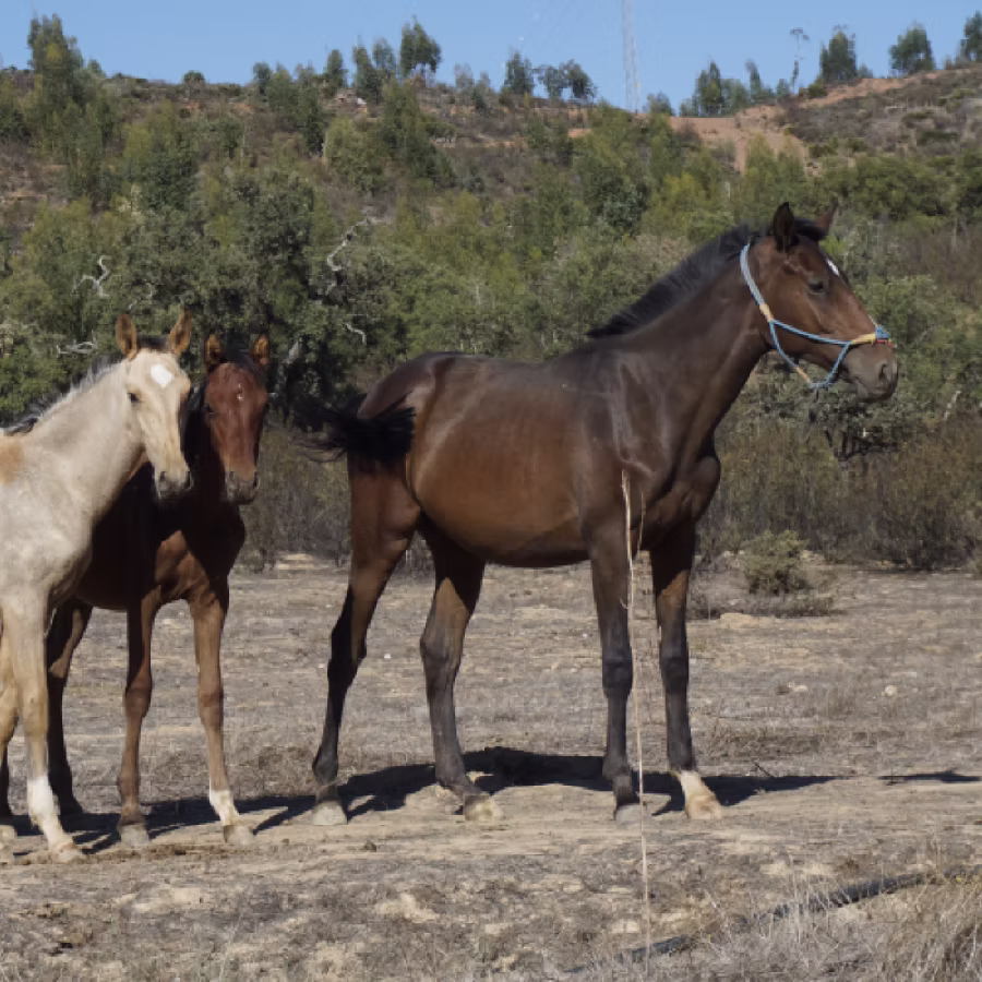 Professional supervision in extensive horse retirement in Andalusia