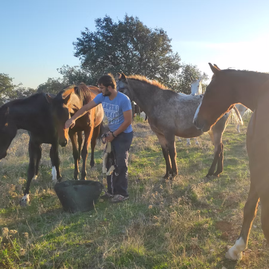 professional horse retirement management andalusia