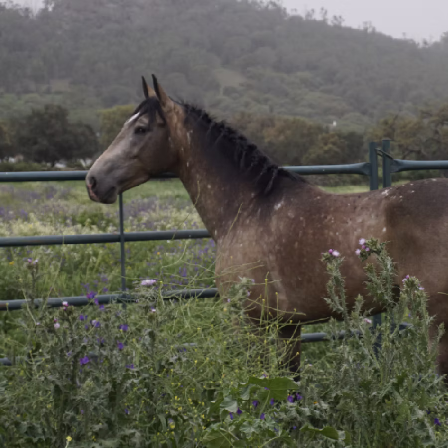 structured horse retirement model in freedom